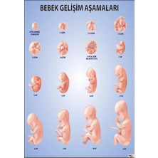 Prime Concept Bebek Gelişim Aşamaları Afişi (Vinil) 35X50 cm