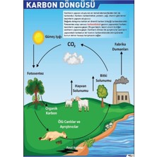 Prime Concept Karbon Döngüsü Afişi (Vinil) 50X70 cm