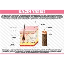 Prime Concept Saçın Yapısı Afişi (Vinil) 50X70 cm