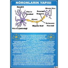 Prime Concept Nöronların Yapısı Afişi (Vinil) 50X70 cm