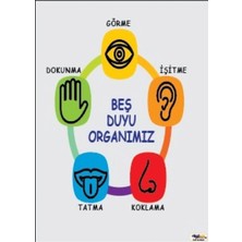 Prime Concept Beş Duyu Organımız Afişi (Vinil) 35X50 cm