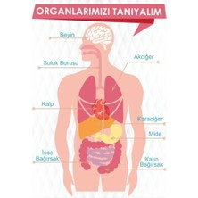 Prime Concept Fen Bilimleri Okul Duvar Posteri ''organlarımızı Tanıyalım'' (100X140CM Vinil Sticker)