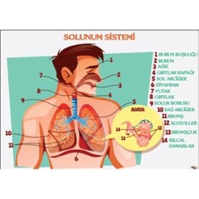 Prime Concept Solunum Sistemi Afişi (Vinil) 70X100 cm