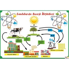 Prime Concept Canlılarda Enerji Ilişkileri Afişi (Vinil) 70X100 cm
