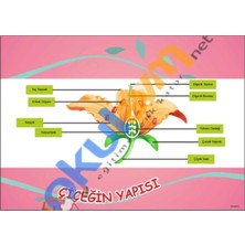 Prime Concept Çiçeğin Yapısı Afişi (Vinil) 35X50 cm