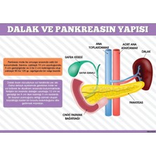 Prime Concept Dalak ve Pankreasın Yapısı Afişi (Vinil) 70X100 cm