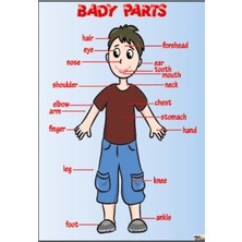 Prime Concept Ingilizce Body Parts Afişi (Folyo) 35X50 cm