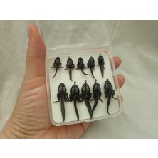 Aldos Sport Fishing Alabalık Kefal Için Fly Sinek Kurbağa Iğne Seti Kutulu 10'lu
