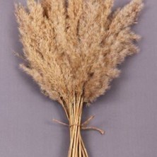 Froyi Bej Kuru Çiçek Pampas 15 Adet 100 cm