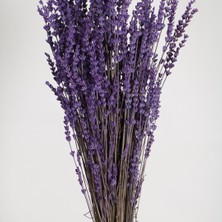 Froyi Şoklanmış Dökülmeye Dayanıklı Gerçek Lavanta Demeti Mor (100 Gr)