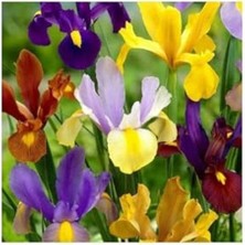 Esranın Dünyası Golden Beauty Iris Süsen Karışık Renkli Soğanı 20 Adet
