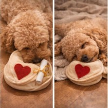 Şans Kurabiyesi Köpekler Için Koklama Matı ve Interaktif Oyuncak (Açık Renk)
