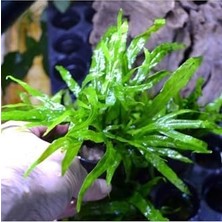 Microsorum Pteropus Trident Saksı Canlı Bitki