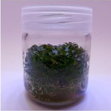 Ludwigia Peruensis In Canlı Bitki