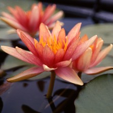 Variegataseeds Water Lily Nilüfer Tohumu Turuncu 10 Adet