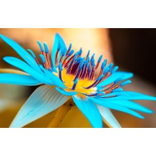 Variegataseeds Water Lily Nilüfer Tohumu Turkuaz 10 Adet