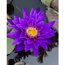 Variegataseeds Water Lily Nilüfer Tohumu Mor 10 Adet