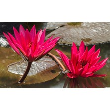Variegataseeds Water Lily Nilüfer Tohumu Kırmızı 10 Adet
