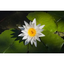 Variegataseeds Water Lily Nilüfer Tohumu Beyaz 10 Adet