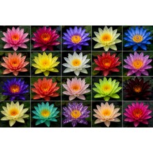 Variegataseeds Water Lily Nilüfer Tohumu Karışık 15 Adet