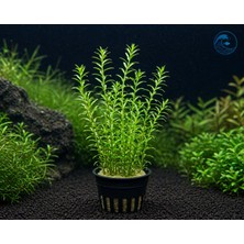 Aqua Expert Kolay Akvaryum Bitkisi | Rotala Rotundifolia Green | Saksılı | 5 Dal | Canlı Bitki | Mükemmel Form