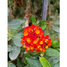 Aydoğdu Mine Çiçeği (Ağaç Minesi- Çalı Minesi- Lantana)