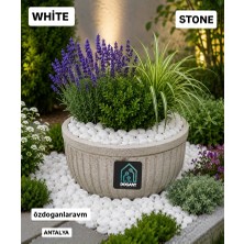 Dogant Stone White Dolomit Taş 2 kg ( 1-2 cm ) Dere Çakıl Taşı