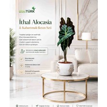 🌿 Ithal Alocasia Polly & Kabartmalı Beton Saksı Seti | Premium Dekoratif Salon Bitkisi | Bitkitürk
