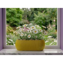 Ta-Fu Global 0,55 Lt Dikdörgen Balkon Saksısı (18CM x 6cm x 7cm En Boy Yük)