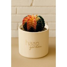 Haangarden Gymnocalycium Variegata Kaktüs