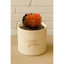 Haangarden Gymnocalycium Variegata Kaktüs