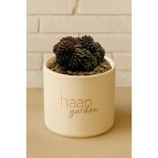 Haangarden Gymnocalycium Inermis Cristad