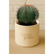 Haangarden Melocactus Matanzanus