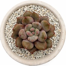 Haangarden Pachyohytum Yu Ji