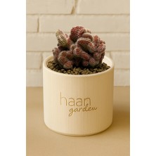 Haangarden Echinopsis Chamaecereus