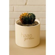 Haangarden Gymnocalycium Variegata Kaktüs