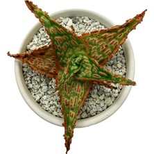 Haangarden Aloe Hybrid