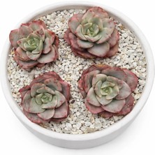Haangarden Echeveria Autumn Geese