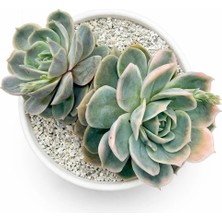 Haangarden Echeveria Blue Suprise Variegata