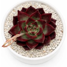 Haangarden Echeveria Psyche