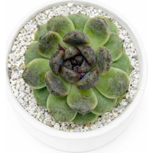 Haangarden Echeveria Ssp.