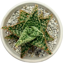 Haangarden Aloe Hybrid