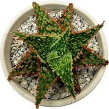 Haangarden Aloe Hybrid