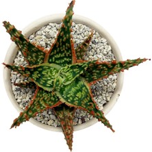 Haangarden Aloe Hybrid