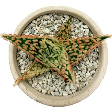 Haangarden Aloe Hybrid