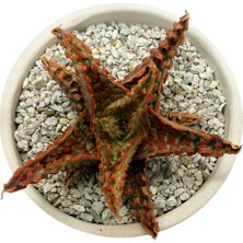 Haangarden Aloe Hybrid