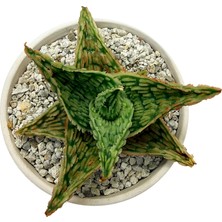Haangarden Aloe Hybrid