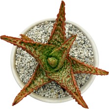 Haangarden Aloe Hybrid