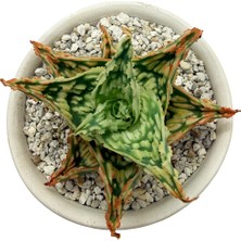 Haangarden Aloe Hybrid