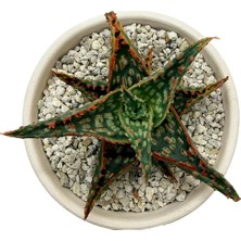 Haangarden Aloe Hybrid